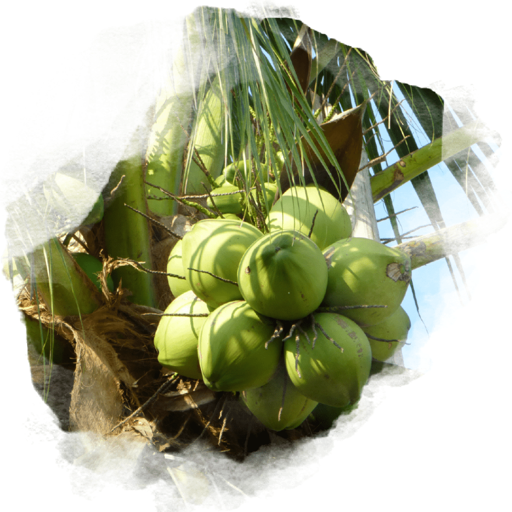 Coconut Branch